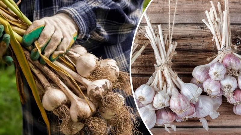 Не поспішайте з лопатою: коли саме копати часник і як його правильно сушити
