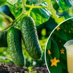 Простий секрет міцних огірків: 2 ч. ложки на 10 л води – і ніяких хвороб до осені!