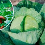 Найефективніші методи: як врятувати капусту від слимаків без хімії