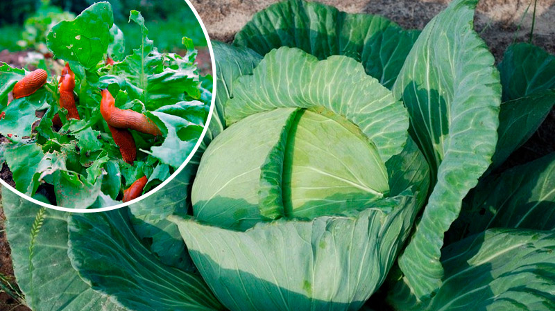 Найефективніші методи: як врятувати капусту від слимаків без хімії