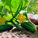 Годую огірки содою – і врожаю хоч відрами греби! Секретна підживка, яка рятує від хвороб і пустоцвітів