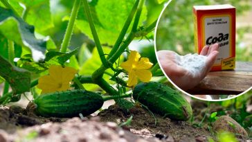 Годую огірки содою – і врожаю хоч відрами греби! Секретна підживка, яка рятує від хвороб і пустоцвітів