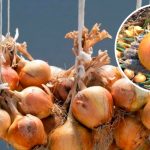 Коли збирати цибулю та як зберегти її до весни: поради, перевірені часом