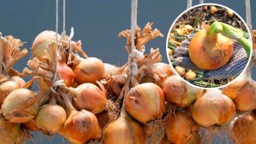 Коли збирати цибулю та як зберегти її до весни: поради, перевірені часом