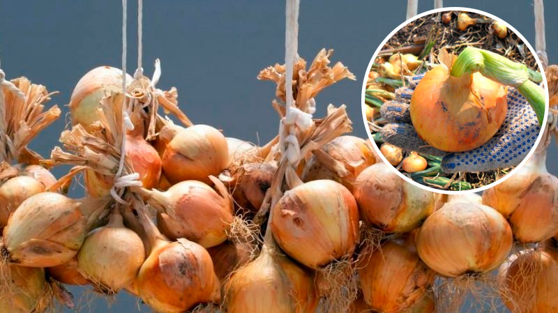 Коли збирати цибулю та як зберегти її до весни: поради, перевірені часом