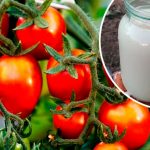 У 10 разів більше врожаю! Один простий засіб для огірків, томатів і перцю вже у липні