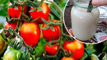 У 10 разів більше врожаю! Один простий засіб для огірків, томатів і перцю вже у липні