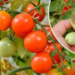 Склянка під кожен кущ — і жодної гнилі! Перевірено роками!