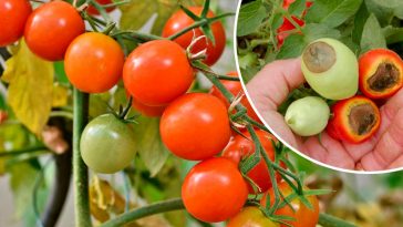 Склянка під кожен кущ — і жодної гнилі! Перевірено роками!