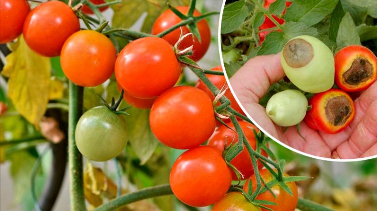 Склянка під кожен кущ — і жодної гнилі! Перевірено роками!