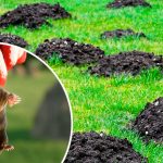 Кроти втечуть без огляду! Перевірений спосіб захисту городу — за кілька хвилин