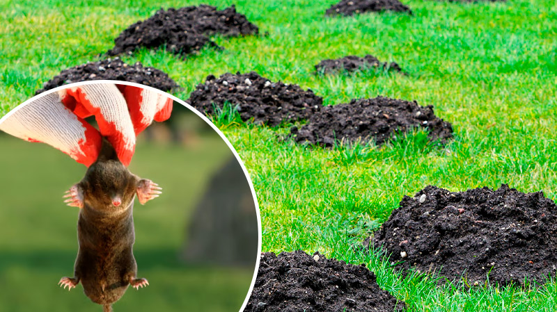 Кроти втечуть без огляду! Перевірений спосіб захисту городу — за кілька хвилин