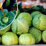 Капуста без качана? Дійте зараз — і будете з урожаєм!