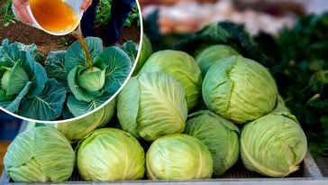 Капуста без качана? Дійте зараз — і будете з урожаєм!
