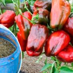 Один інгредієнт — і перець росте як на дріжджах!