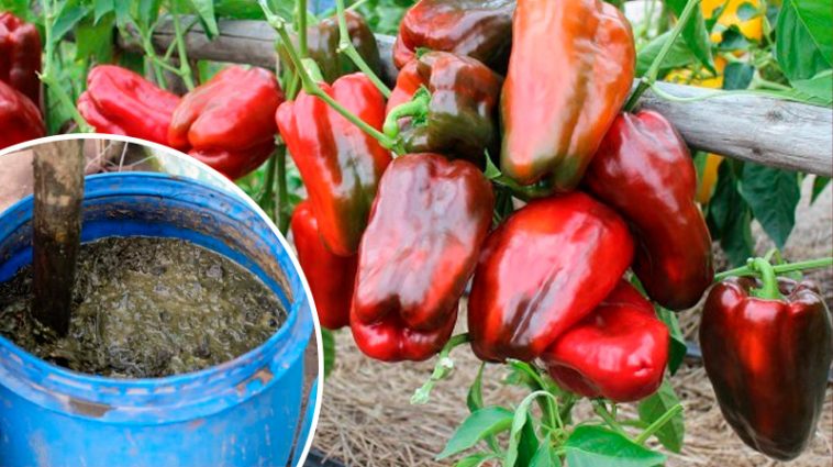 Один інгредієнт — і перець росте як на дріжджах!