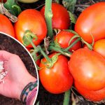 П’ять років поспіль підживлюю томати лише одним засобом — і щотижня з кожного куща збираю по відру помідорів!