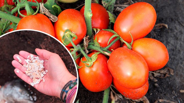 П’ять років поспіль підживлюю томати лише одним засобом — і щотижня з кожного куща збираю по відру помідорів!