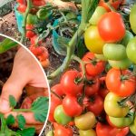 Роздягаємо помідори догола – щоб не захворіли!