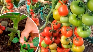 Роздягаємо помідори догола – щоб не захворіли!