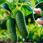 🌿 Видаліть саме це листя в огірків – і збиратимете врожай до осені!
