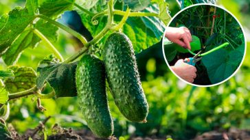 🌿 Видаліть саме це листя в огірків – і збиратимете врожай до осені!