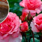 Як омолодити кущі троянд звичайною содою: перевірений метод для пишного цвітіння 🌹✨