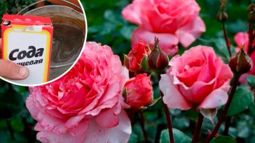 Як омолодити кущі троянд звичайною содою: перевірений метод для пишного цвітіння 🌹✨