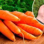 Яке підживлення потрібне моркві наприкінці літа, щоб вона була солодка та добре зберігалася 🍯🥕