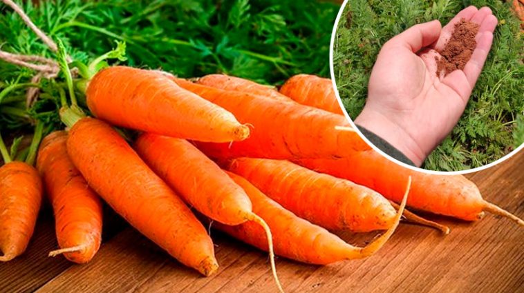 Яке підживлення потрібне моркві наприкінці літа, щоб вона була солодка та добре зберігалася 🍯🥕