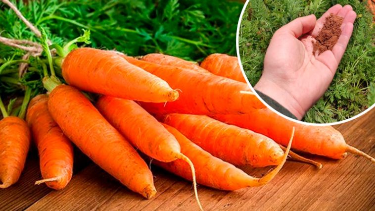 Яке підживлення потрібне моркві наприкінці літа, щоб вона була солодка та добре зберігалася 🍯🥕