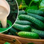 Без хімії – лише молоко! Огірки ростуть як на дріжджах!