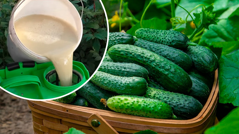 Без хімії – лише молоко! Огірки ростуть як на дріжджах!