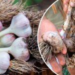 Мало зібрати — треба зберегти! Як я обробляю часник після збирання за порадами бабусі