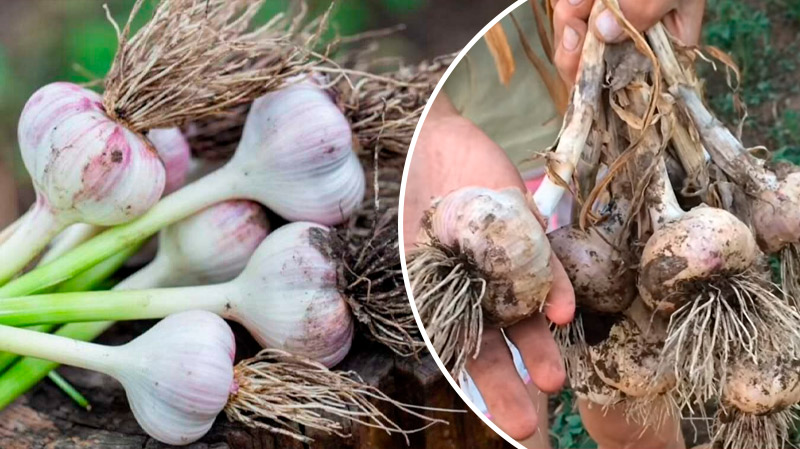 Мало зібрати — треба зберегти! Як я обробляю часник після збирання за порадами бабусі
