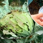 Бабусин коктейль для капусти – ніяких шкідників і краплі хімії!