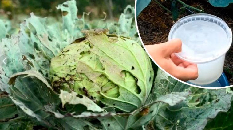 Бабусин коктейль для капусти – ніяких шкідників і краплі хімії!