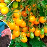 Одна ложка – і врожаю хоч відерцем загрібай! Натуральне підживлення, яке творить дива з томатами