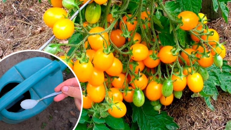 Одна ложка – і врожаю хоч відерцем загрібай! Натуральне підживлення, яке творить дива з томатами