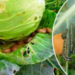 Ефективні способи захисту капусти від шкідників: що застосувати, щоб урятувати врожай