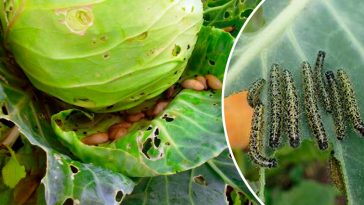 Ефективні способи захисту капусти від шкідників: що застосувати, щоб урятувати врожай