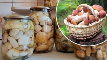 Смачнющі мариновані білі гриби на зиму — перевірений рецепт, яким користуюсь десятиліттями.