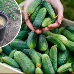 Підживлення огірків на початку серпня — щоб зібрати останній хрусткий урожай!