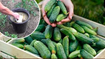 Підживлення огірків на початку серпня — щоб зібрати останній хрусткий урожай!