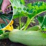 Омолодила кабачки – і тепер збираю свіжі до осені!