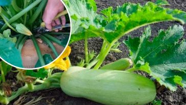 Омолодила кабачки – і тепер збираю свіжі до осені!