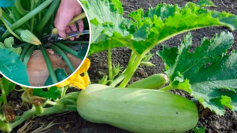 Омолодила кабачки – і тепер збираю свіжі до осені!