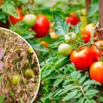 Чарівна «паличка» від фітофтори: безкоштовний порятунок для помідорів після дощу