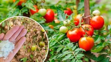 Чарівна «паличка» від фітофтори: безкоштовний порятунок для помідорів після дощу