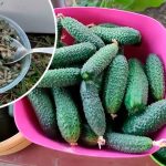 Як я щодня збираю 5–7 відер огірків навіть восени — ділюсь перевіреним підживленням